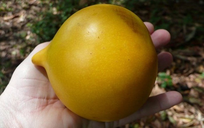 Phát sốt với giống vú sữa lạ: Trái chín vàng bóng, ra quả quanh năm